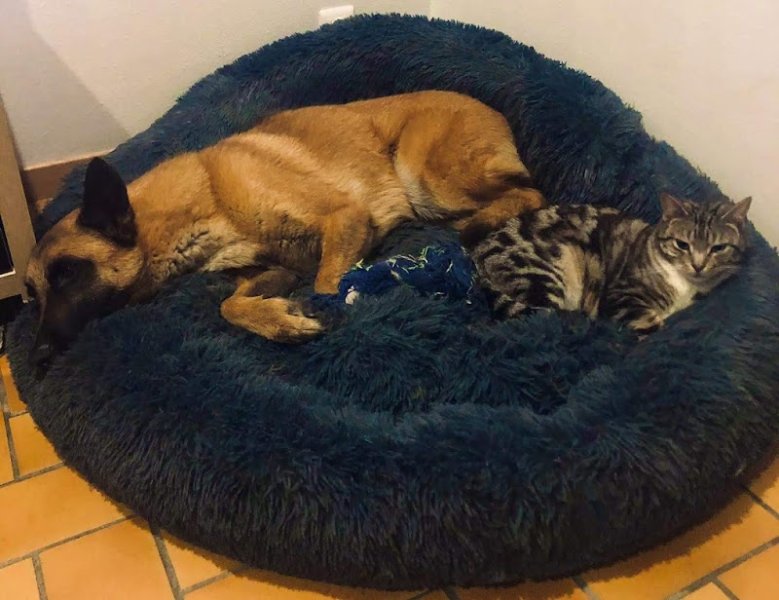 Education Formation Pension Canine les 2 Complices Bas Rhin Alsace - photo 2