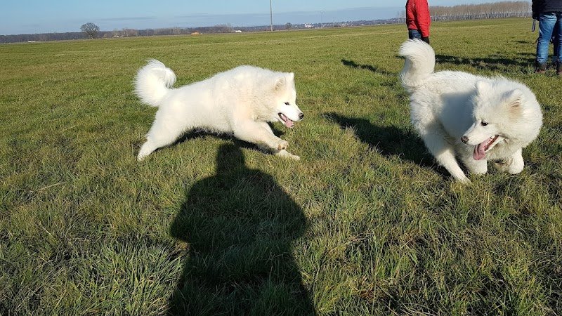 Education Formation Pension Canine les 2 Complices Bas Rhin Alsace - photo 3