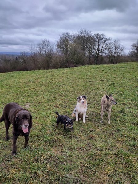 Éducation canine La Félicité des 4 Pattes - photo 3