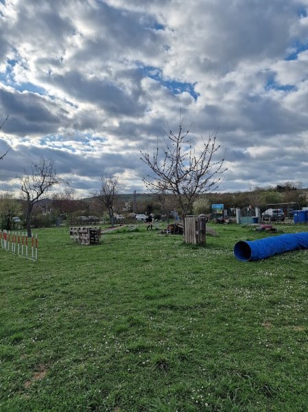 Education Canine Rosheim - photo 2