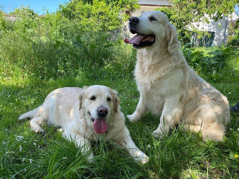Une autre écoute - Education canine et équine - photo 3