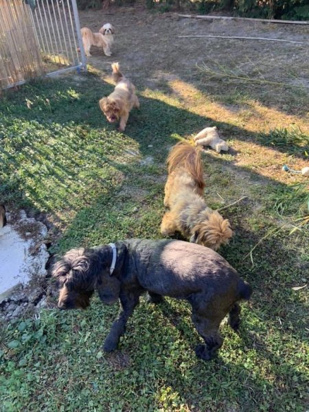 Pension canine chien zen