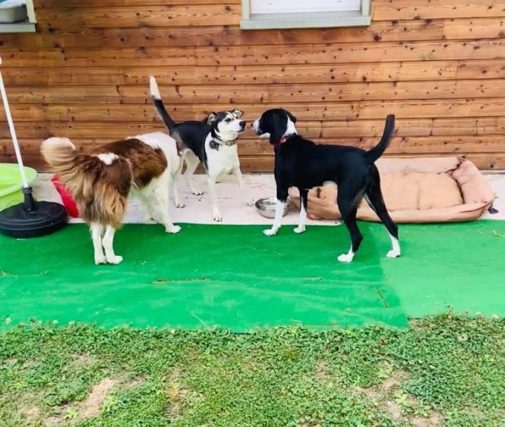 Pension canine chien zen - photo 2