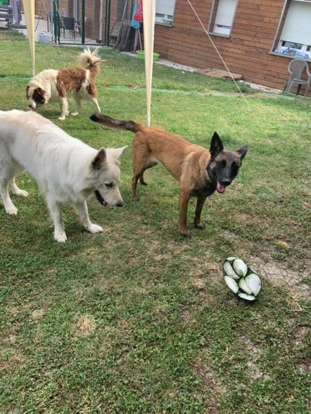 Pension canine chien zen - photo 3