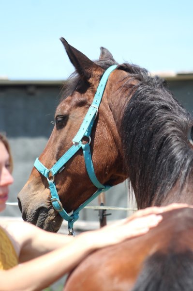 Shiatsu Mélanie - Praticienne en Shiatsu équin canin bovin humain -