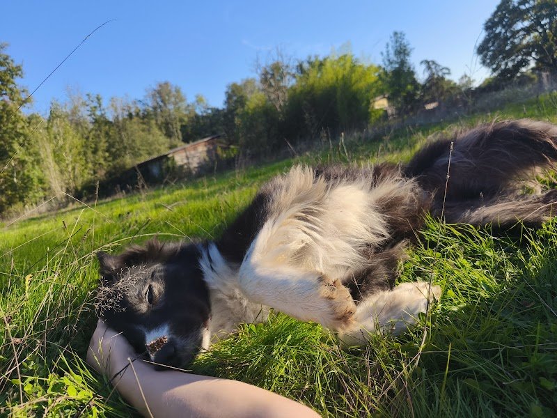 Lucie Éducatrice, Comportementaliste canin