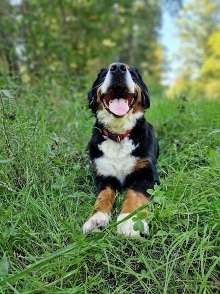 Dogs' N' Adventures - photo 1