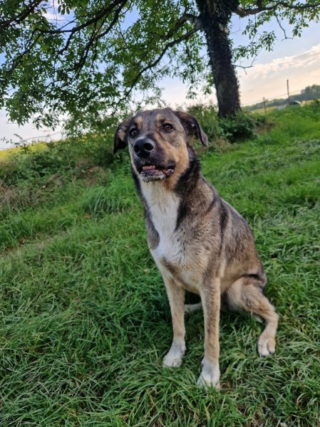 Dogs' N' Adventures - photo 2