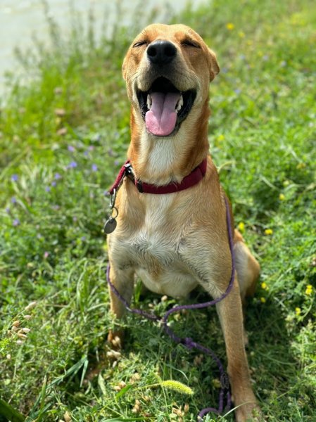 Dogs' N' Adventures - photo 3