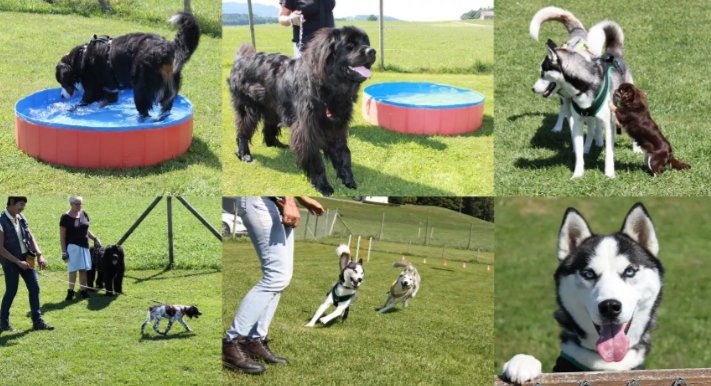 CANINS MALINS Comportement et éducation