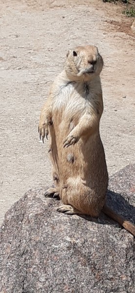 Enclos Chiens de Prairies