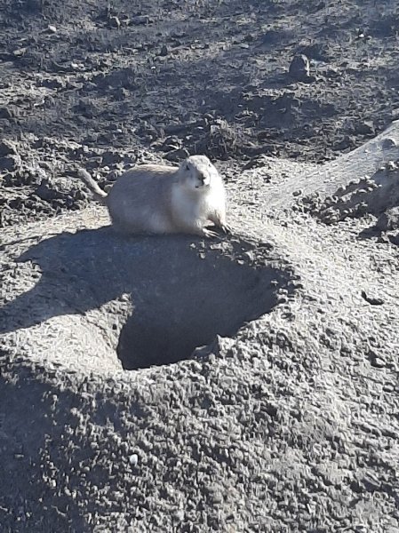 Enclos Chiens de Prairies - photo 2