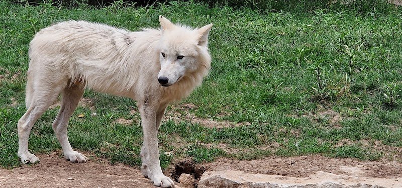 Enclos Chiens de Prairies - photo 3
