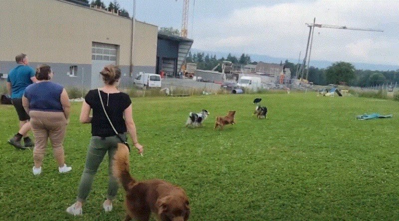 Centre canin Educ'stucieux - photo 2