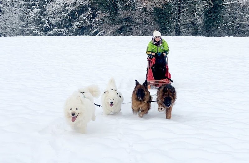 Centre canin Educ'stucieux - photo 3