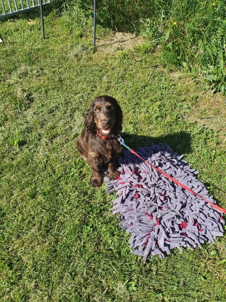 Debons'chien école d'éducation canine