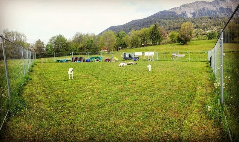 Debons'chien école d'éducation canine - photo 2