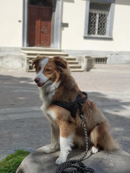 Debons'chien école d'éducation canine - photo 3