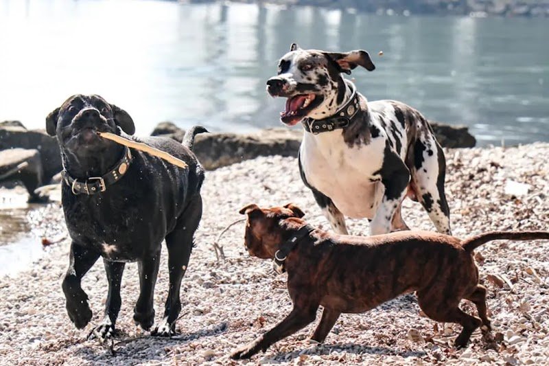 École canine BDSP, Bien dans ses pattes - photo 1