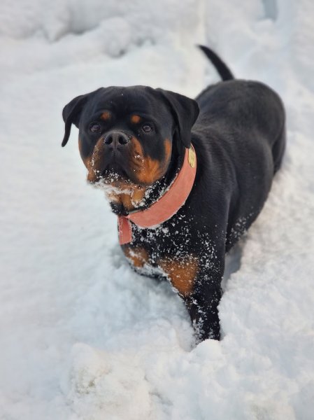 École canine BDSP, Bien dans ses pattes - photo 2