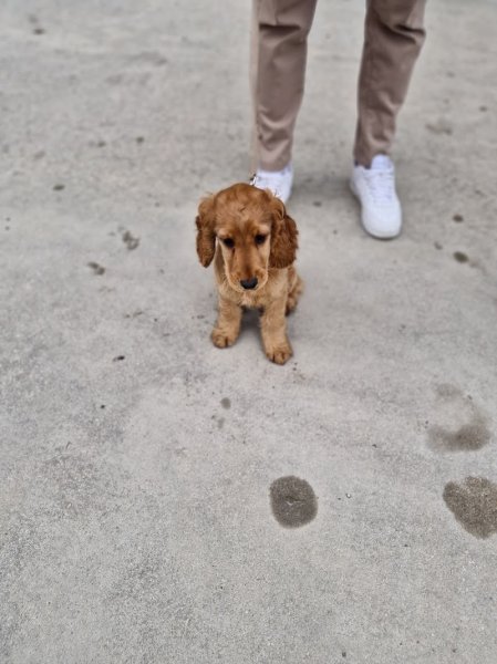 École canine BDSP, Bien dans ses pattes - photo 3