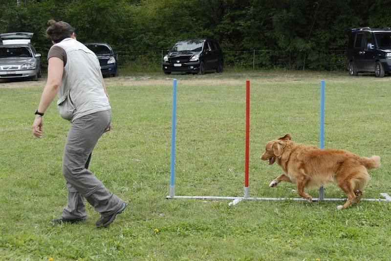 Centre de Formation Canine