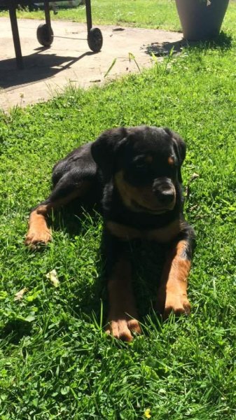 Coach ‘dog - photo 1