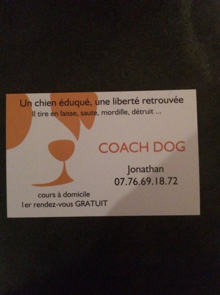Coach ‘dog - photo 2