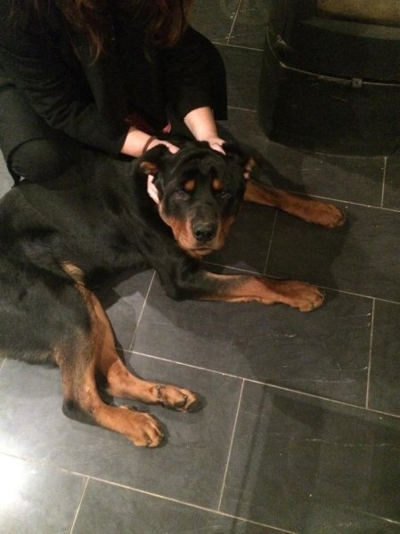 Coach ‘dog - photo 3