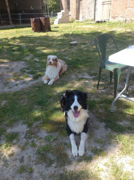 Pat'attitude - éducateur comportementaliste canin - photo 2