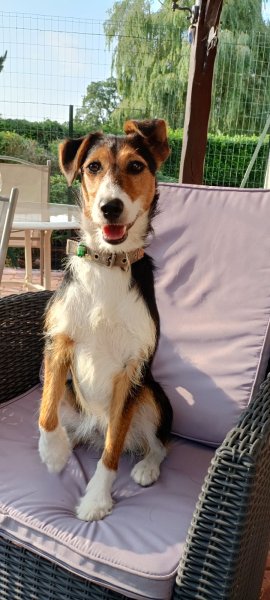 Pat'attitude - éducateur comportementaliste canin - photo 3