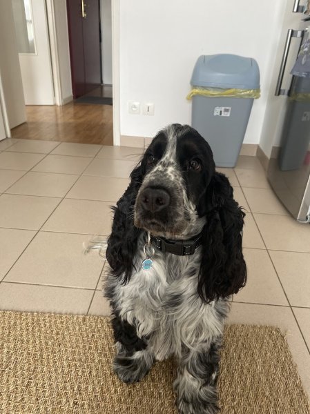 L'ombre du Sam : Éducateur canins diplômé d'état - Garde de Chiens - photo 3