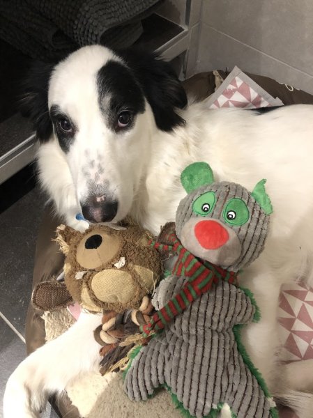 lmdetection - détection canine de punaises de lit