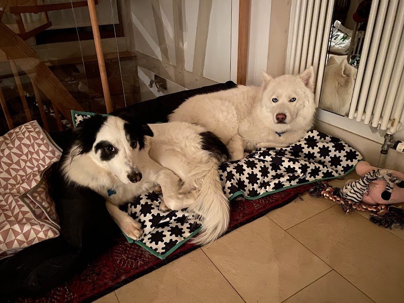 lmdetection - détection canine de punaises de lit - photo 2