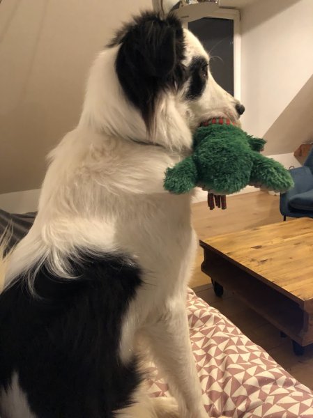 lmdetection - détection canine de punaises de lit - photo 3