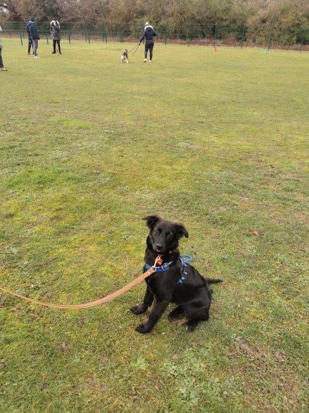 Training Club Canin Strasbourg - photo 3