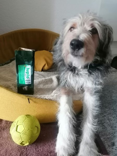 LE CHIEN ET VOUS - photo 2