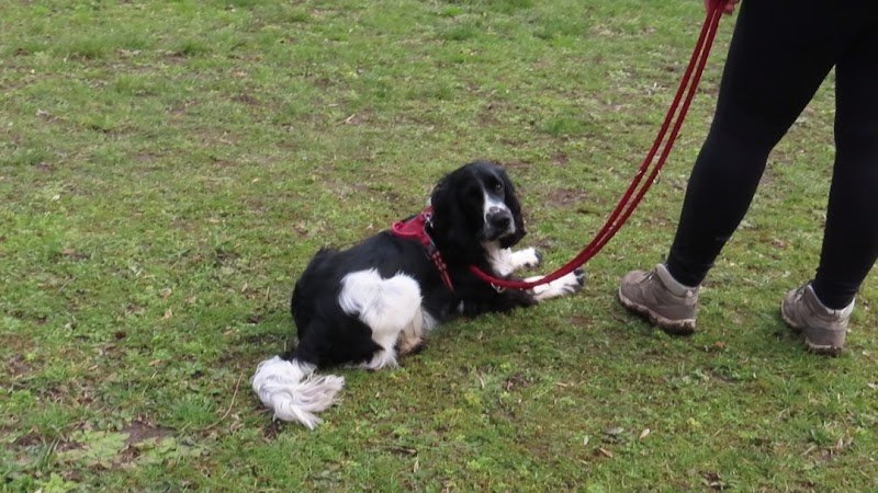 Club canin de Bischheim - photo 2