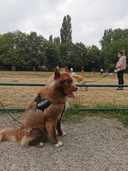 Club canin de Bischheim - photo 3