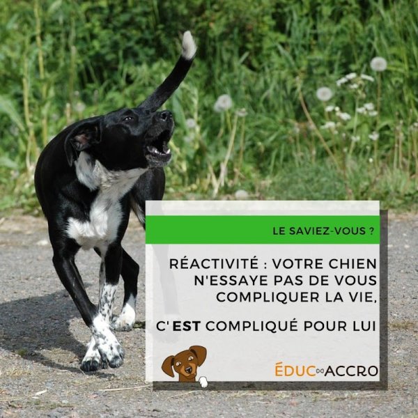 Éduc-Accro • Education canine à Strasbourg - photo 1