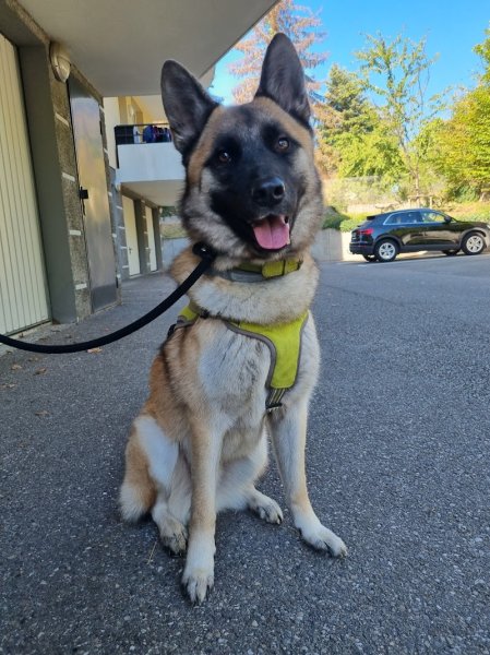 Canemspirit - Educateur canin - photo 2