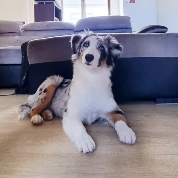 Canemspirit - Educateur canin - photo 3