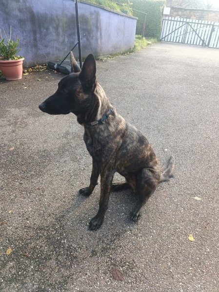 Plix l'Ecole Du Chien - photo 2