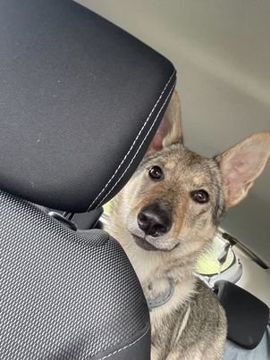 Plix l'Ecole Du Chien - photo 3