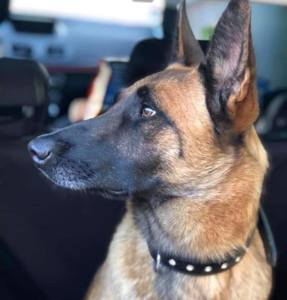 Comportementaliste animalier À l'Écoute Animale Haguenau