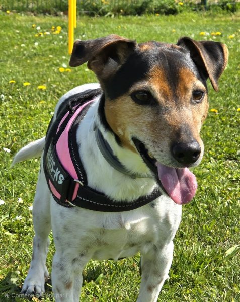 Comportementaliste animalier À l'Écoute Animale Haguenau - photo 2