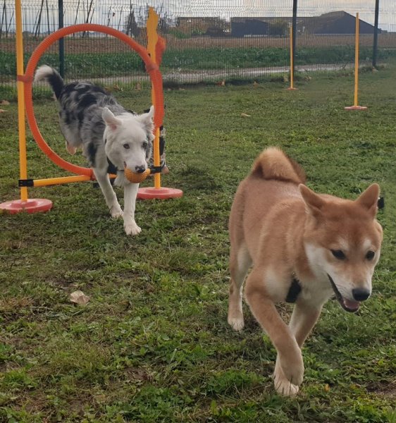 Comportementaliste animalier À l'Écoute Animale Haguenau - photo 3