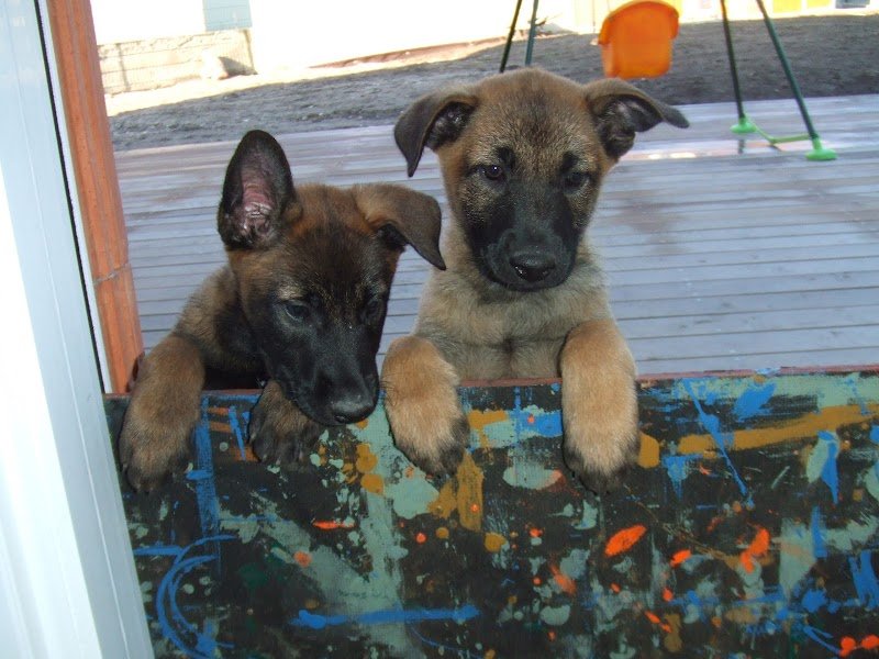 Comportementaliste Mireille KRAUTH - photo 2