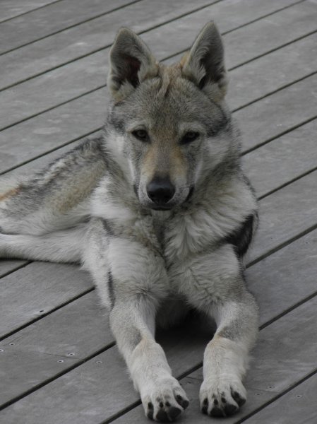 Comportementaliste Mireille KRAUTH - photo 3