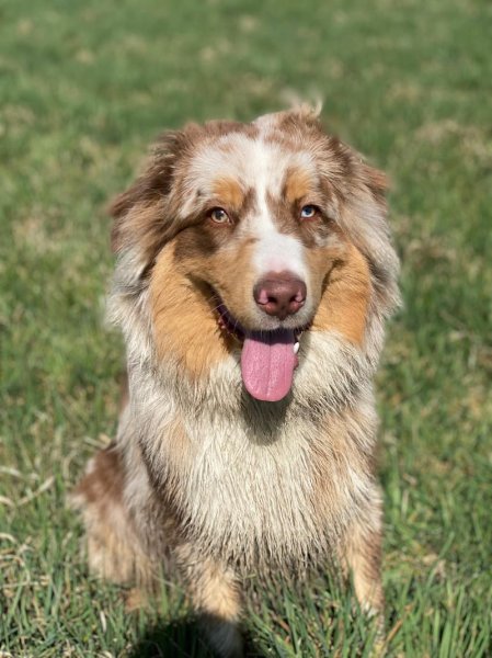 Éducateur Comportementaliste Pension Éduc au Poilpret - photo 2